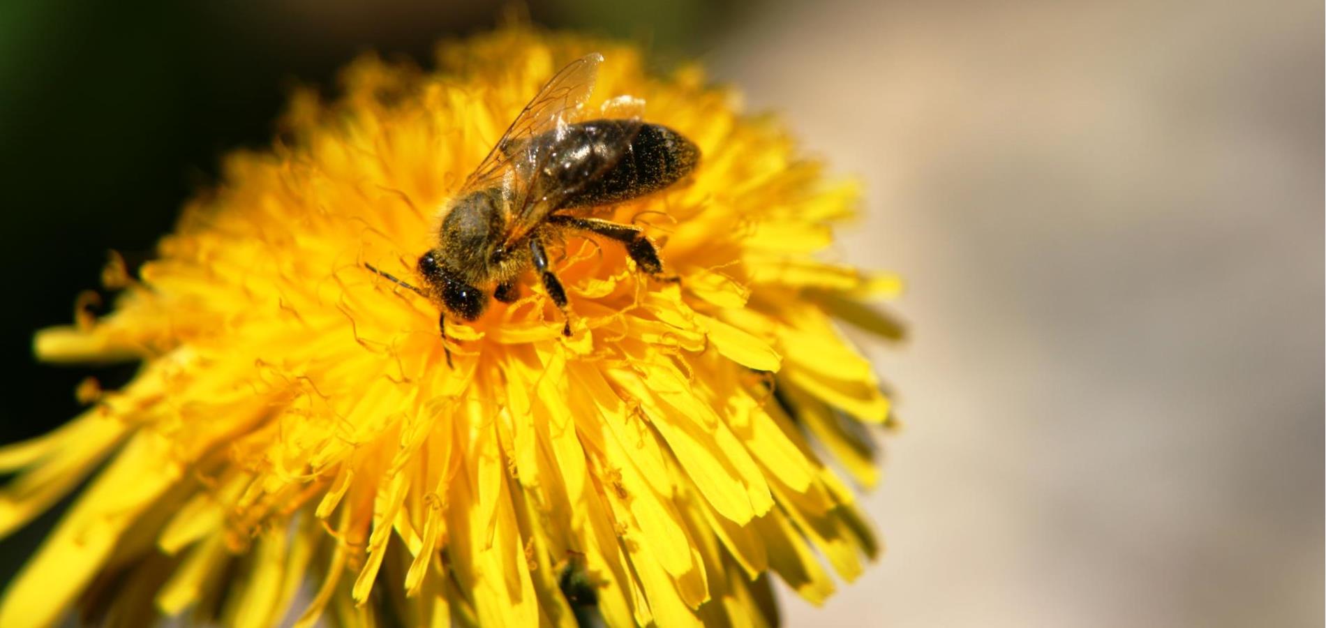 Be(e) friendly: Tipps für Ihren Bienengarten