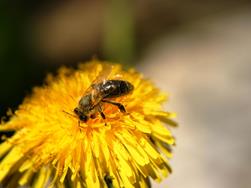 Be(e) friendly: Tipps für Ihren Bienengarten