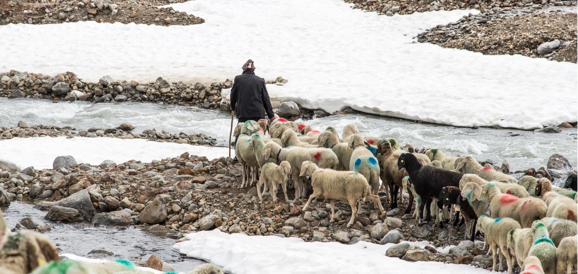 The transhumance of the sheep