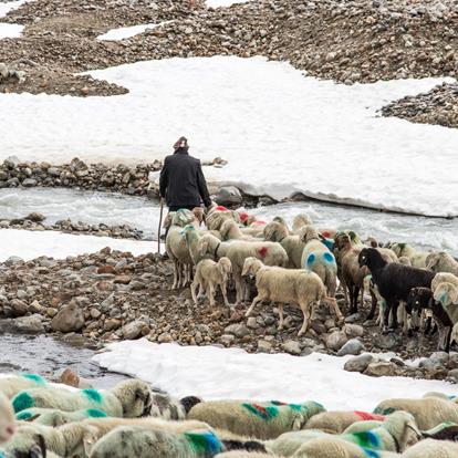 La transumanza delle pecore