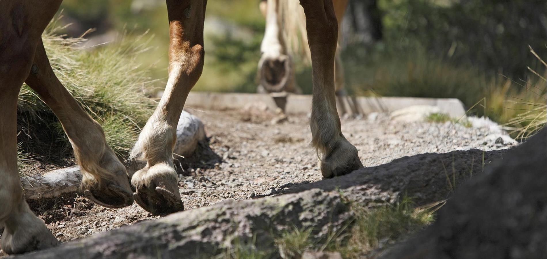 Fünf Gründe warum Reiten gesund ist