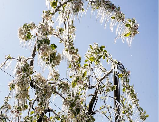 blueten-frostber-passer-14-04-2021-60