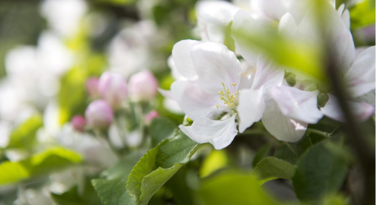 Natur-Frühling-Blüte-Meraner-Land-af