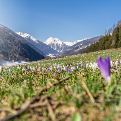 fruehling-watchnow-suedtirol-1-1