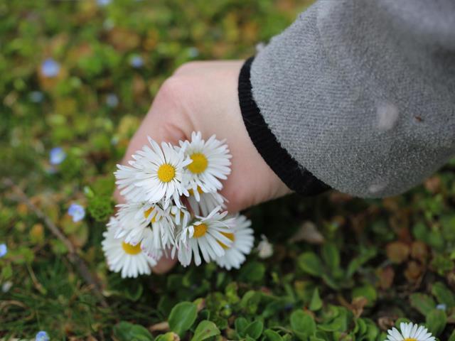 kraeuter-fruehling-blume-hand-bauer-bauernhof-tradition-gsund-bleibm-schurz-sarner-kt-2021-73