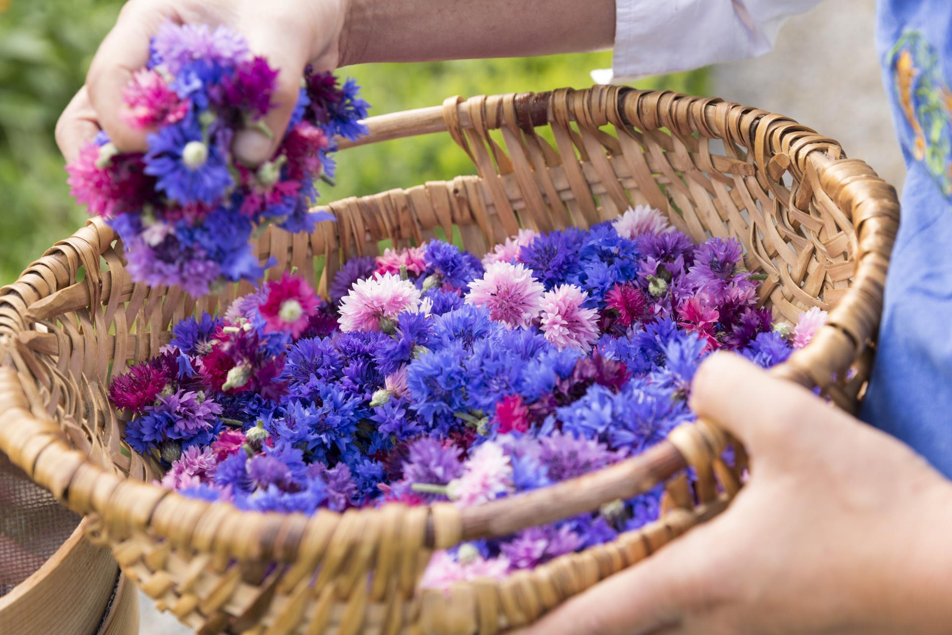 Meraner-Frühling-Blumen-Pfluecken-Meraner-Land-dp-1