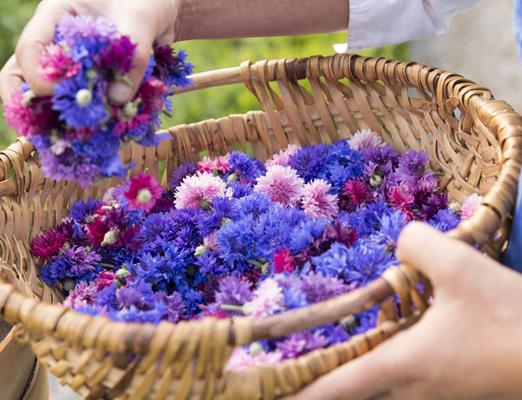 Meraner-Frühling-Blumen-Pfluecken-Meraner-Land-dp-1