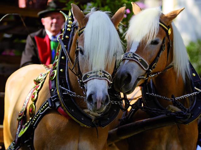 Event-Traubenfest-UmzugHaflinger-Meran