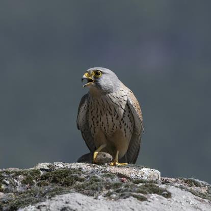 Feathered lodgers in Partschins