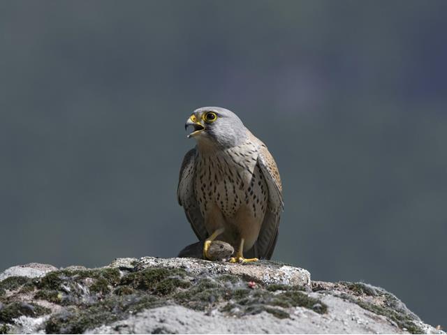 valter-pallaoro-turmfalke-maennchen