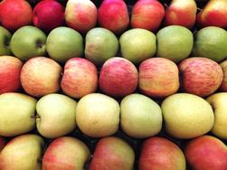 Knackige Fakten zum Südtiroler Apfel