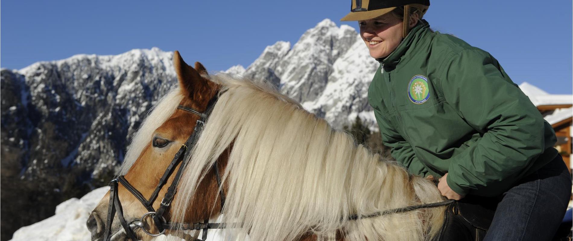 Haflinger Horses in Avelengo and Merano 2000