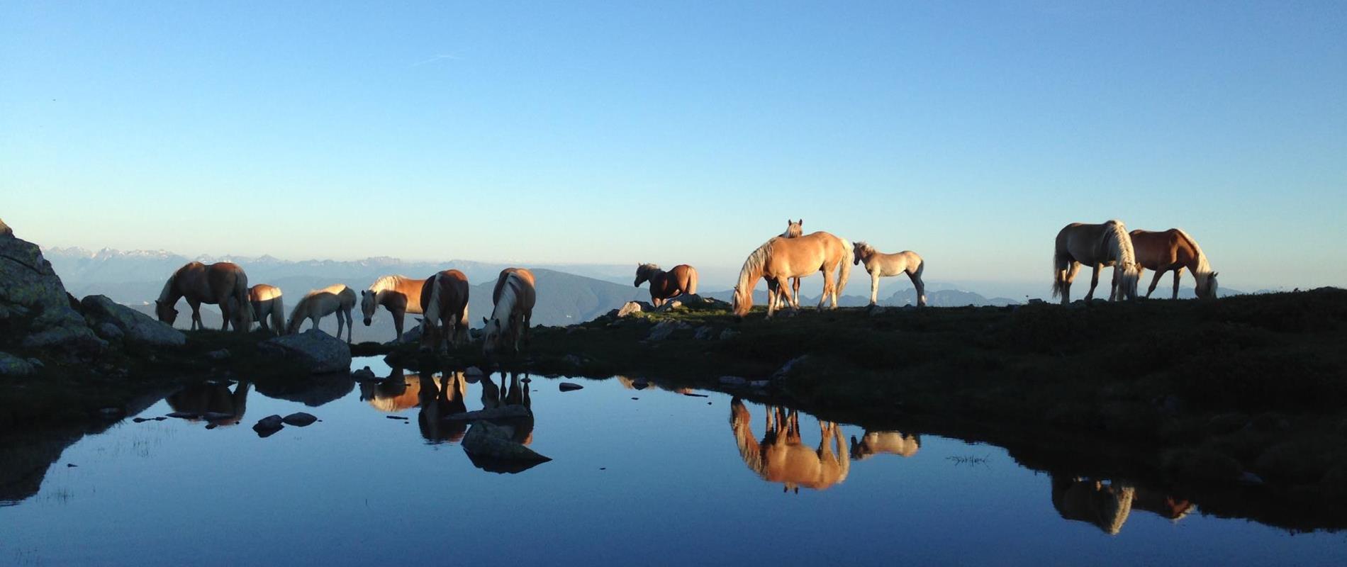 Erholung und Natur am Deutschnonsberg in Meran und Umgebung