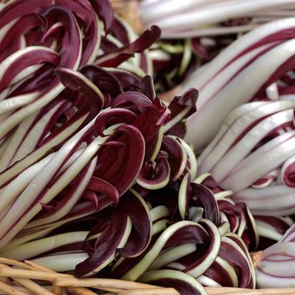 Radicchio Days in the Deutschnonsberg Area