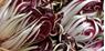 Radicchio Days