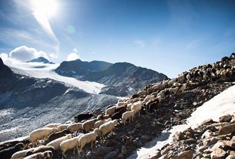 Transhumance UNESCO Heritage