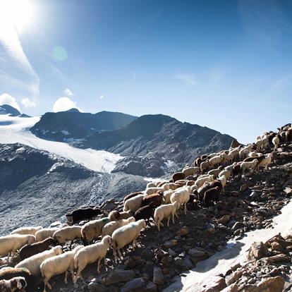 Pěší turistika s nádherným výhledem na Alpy