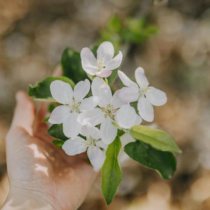 Live view from the blooming apple trees in South Tyrol