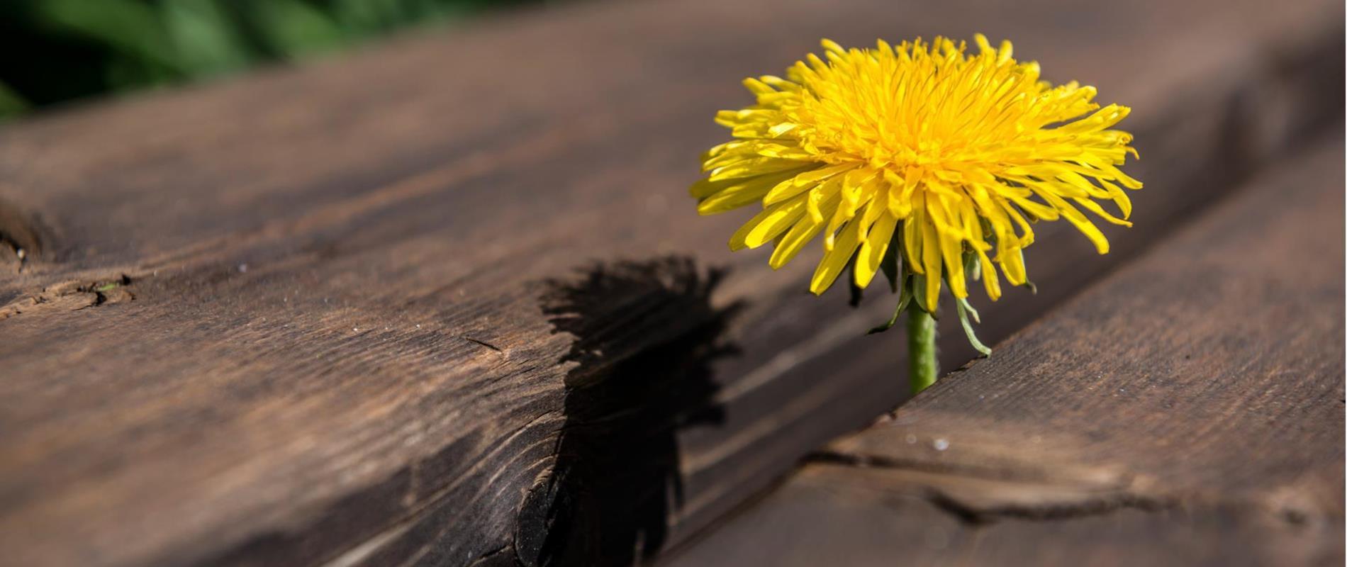 Dandelion Weeks in Deutschnonsberg Region