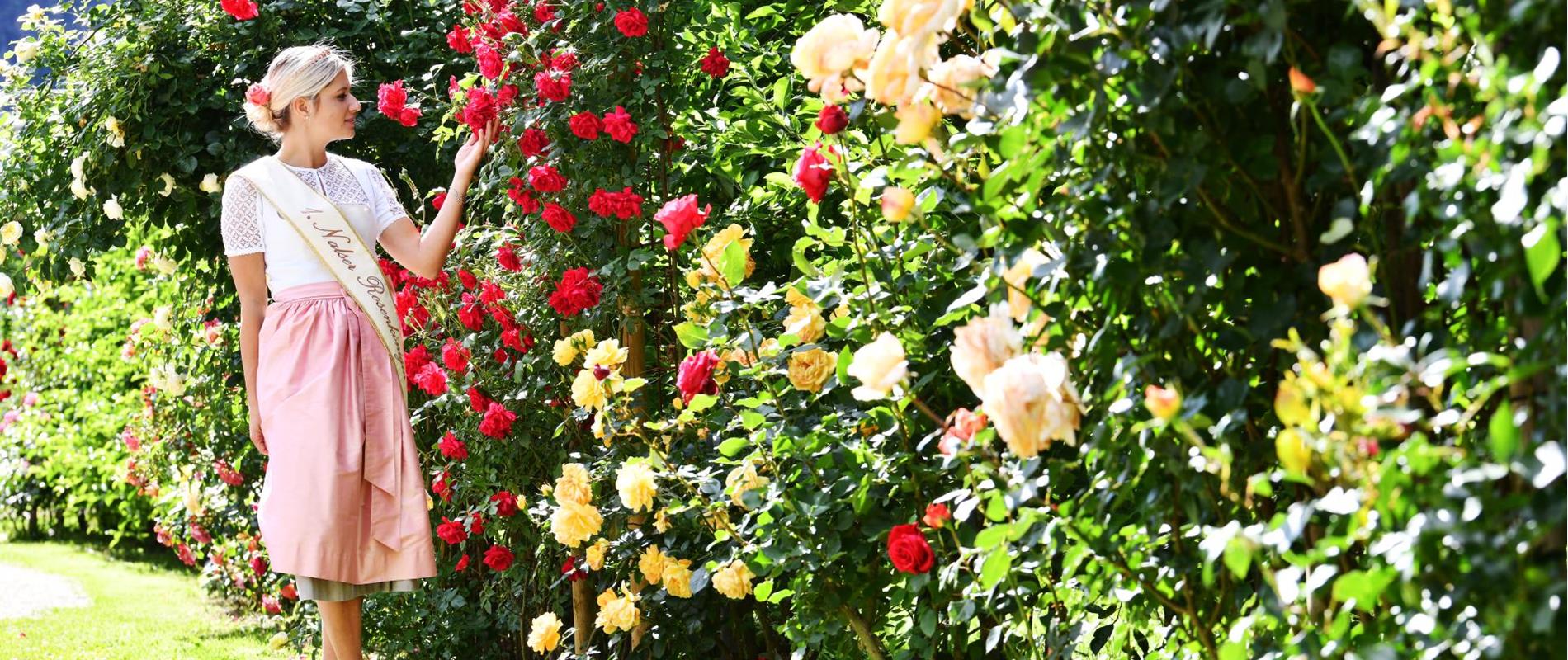La regina delle rose di Nalles