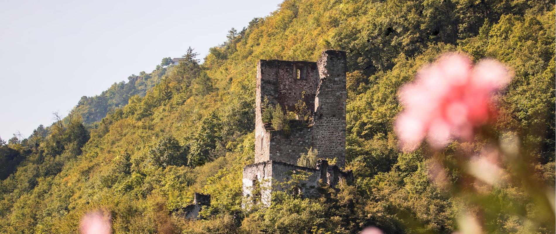Ruine Brandis mit Blumen