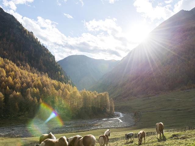 meraner-hoehenweg-pfossental-pferde-tg-naturns-idm-suedtirol-alex-filz