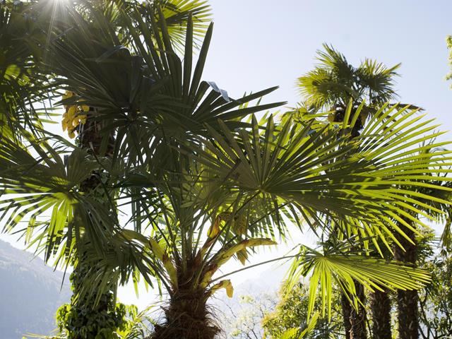 Palmen-Meran-SK