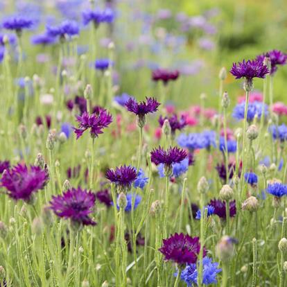 Catalogussen bestellen over Naturno