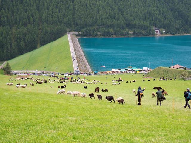 transhumanz-schafe-schnalstal-idm-suedtirol-diego-leder-2