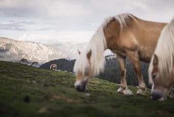 Het Haflinger paard - het blonde Zuid-Tiroolse origineel