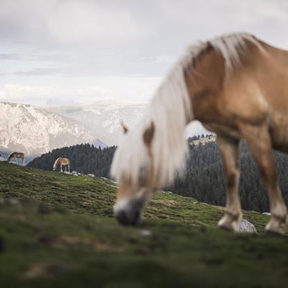 Haflinger Pferd in Hafling-Vöran-Meran 2000