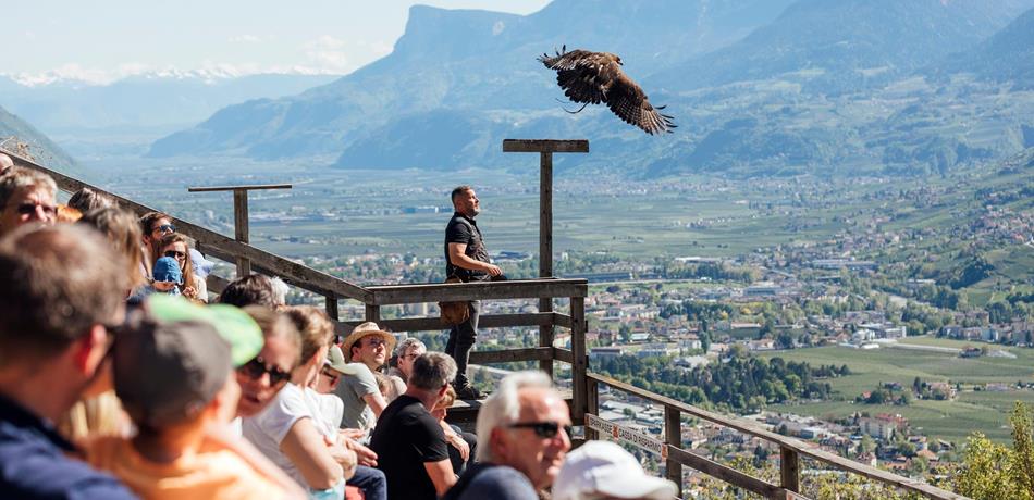 Gufyland - bird centre