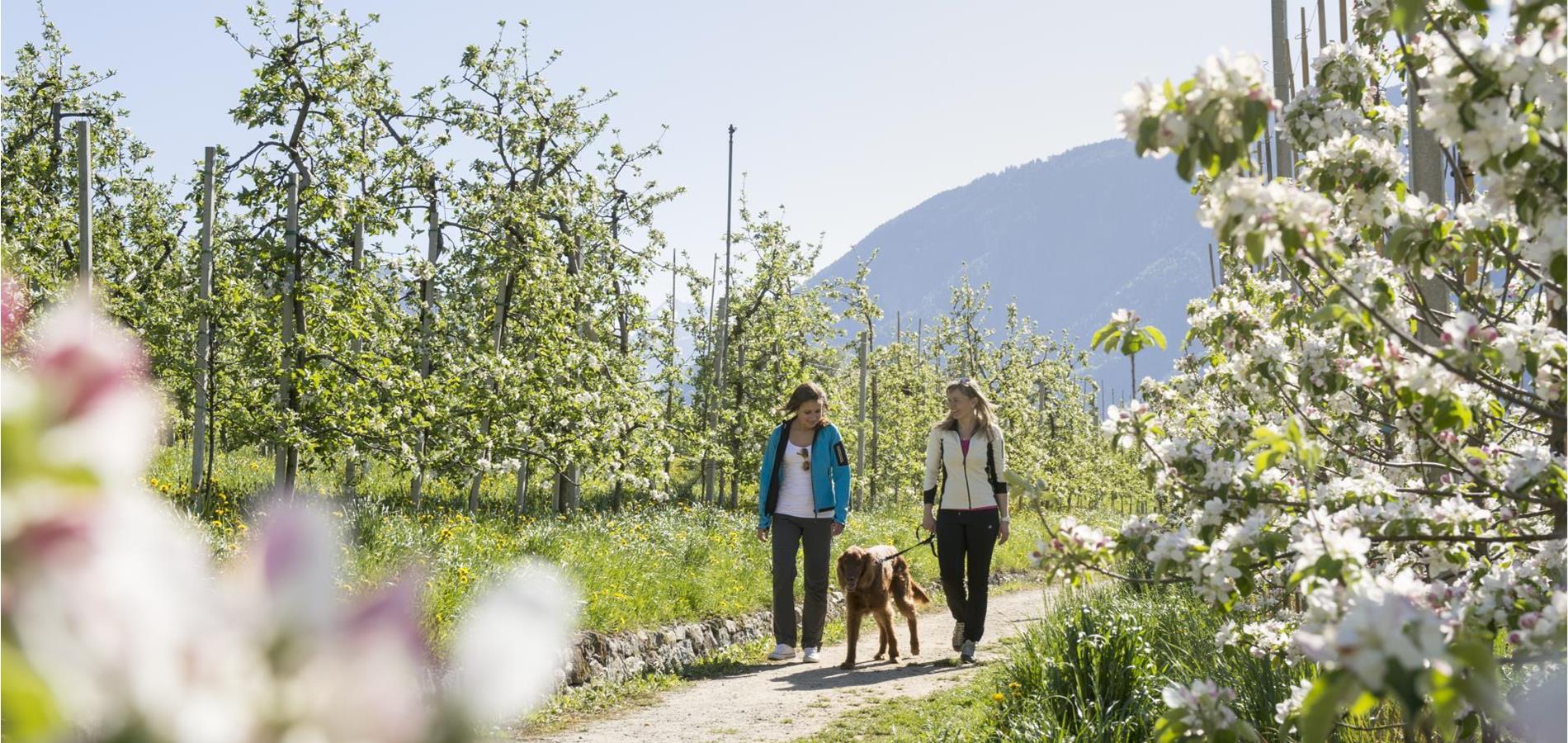 Maiser Waalweg Trail