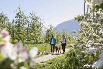 Maiser Waalweg Trail