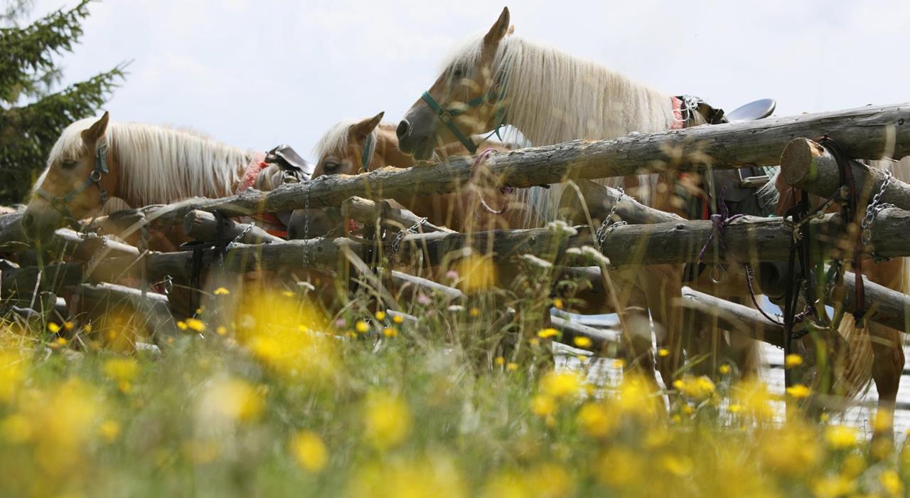 Gite a cavallo ad Avelengo, Verano e Meran 2000