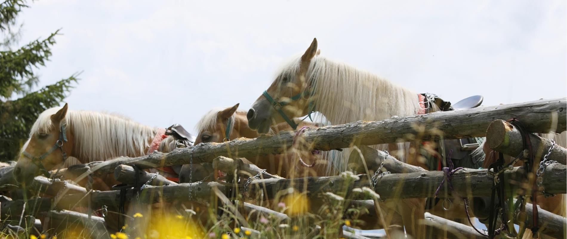 Horse-Riding-Haflinger-horsesAvelengo-Verano-Merano2000-fb