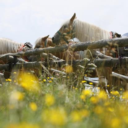 Ausritt mit Haflinger Pferden in Hafling, Vöran und Meran 2000