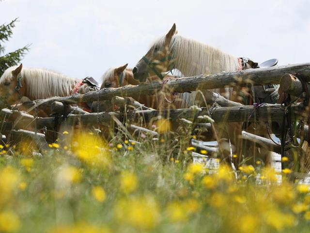 Ausritt mit Haflinger Pferden in Hafling, Vöran und Meran 2000