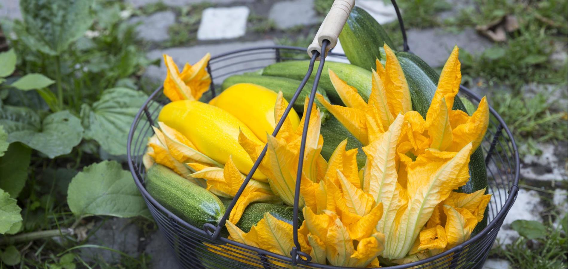 Gefüllte Zucchiniblüten in einer Sesam-Buchweizen-Kruste