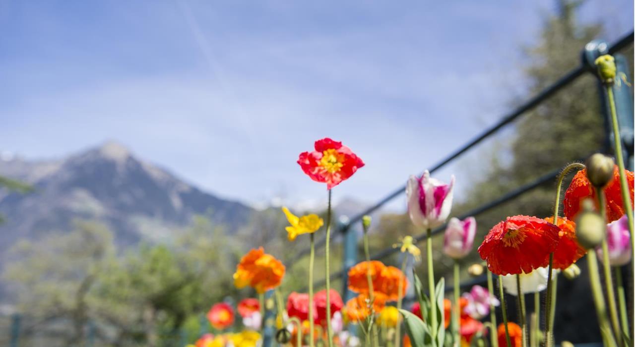 Natur-Blumenwiese-Meraner-Land-af