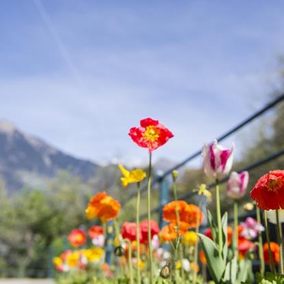 Urlaubsangebote in Meran und Umgebung