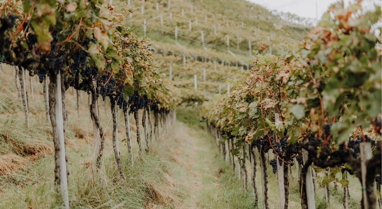 essen-und-trinken-weinkellereien-lana-und-umgebung-mw-2