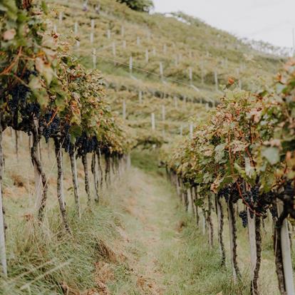 Le cantine e le aziende vitivinicole di Lana e dintorni