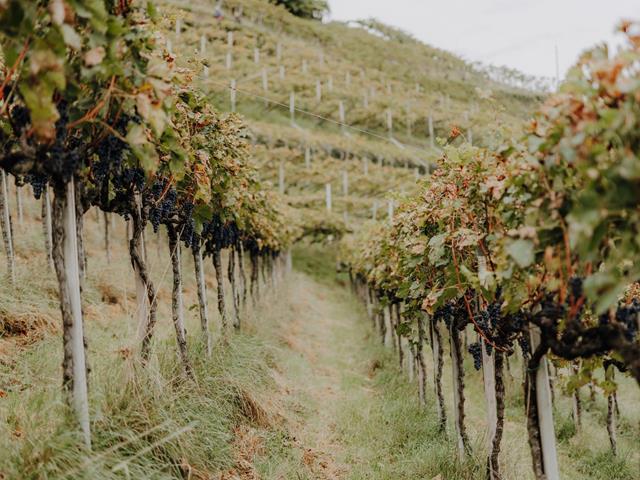 Cantine e aziende vitivinicole