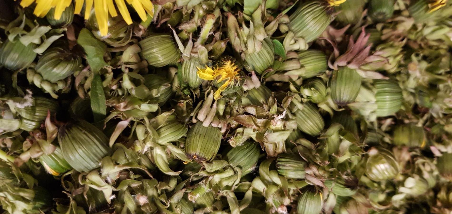 Pickled dandelion capers