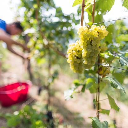 Apple farming and wine making in Schenna near Meran