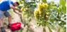 Apple farming and wine making