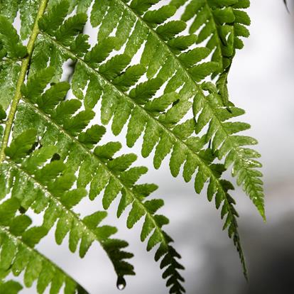 Partschins für alle