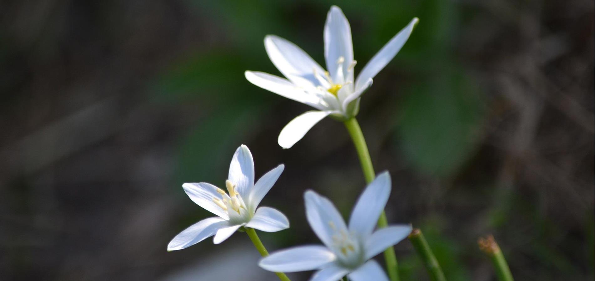 Stella di betlemme - Ornithogalum Umbellatum