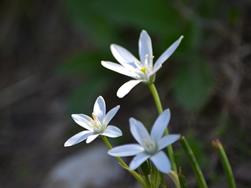 Stella di betlemme - Ornithogalum Umbellatum